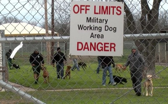 War Dogs documentary